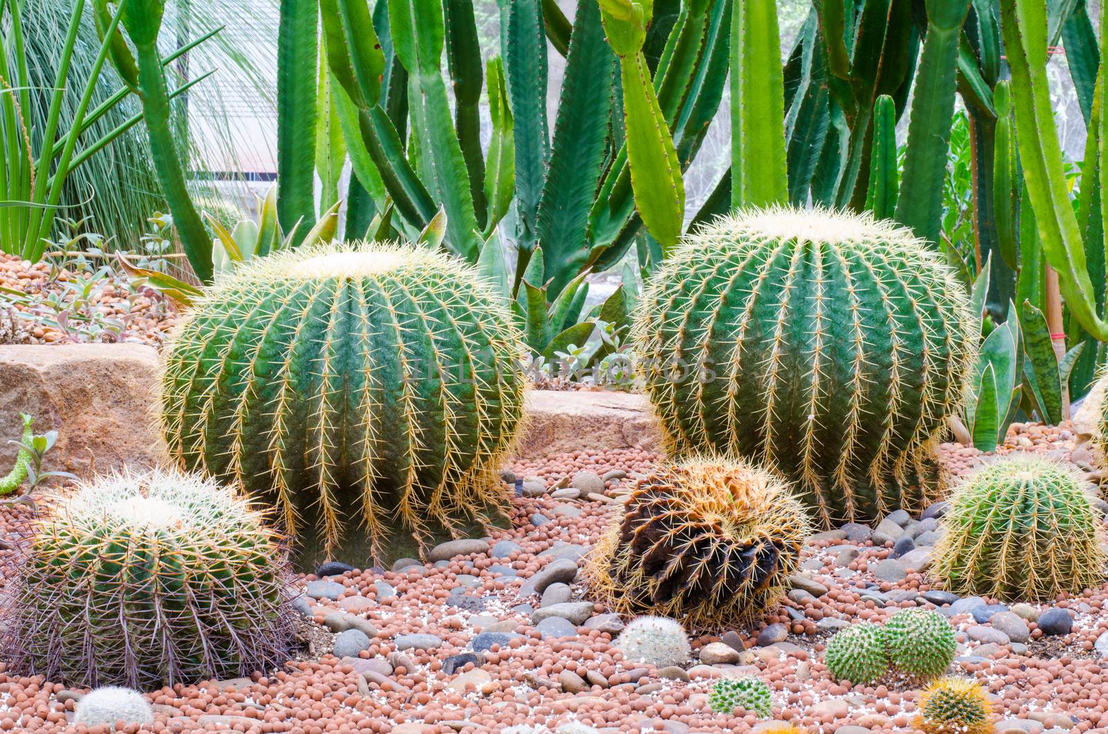 Golden Barrel Cactus by photobyphotoboy