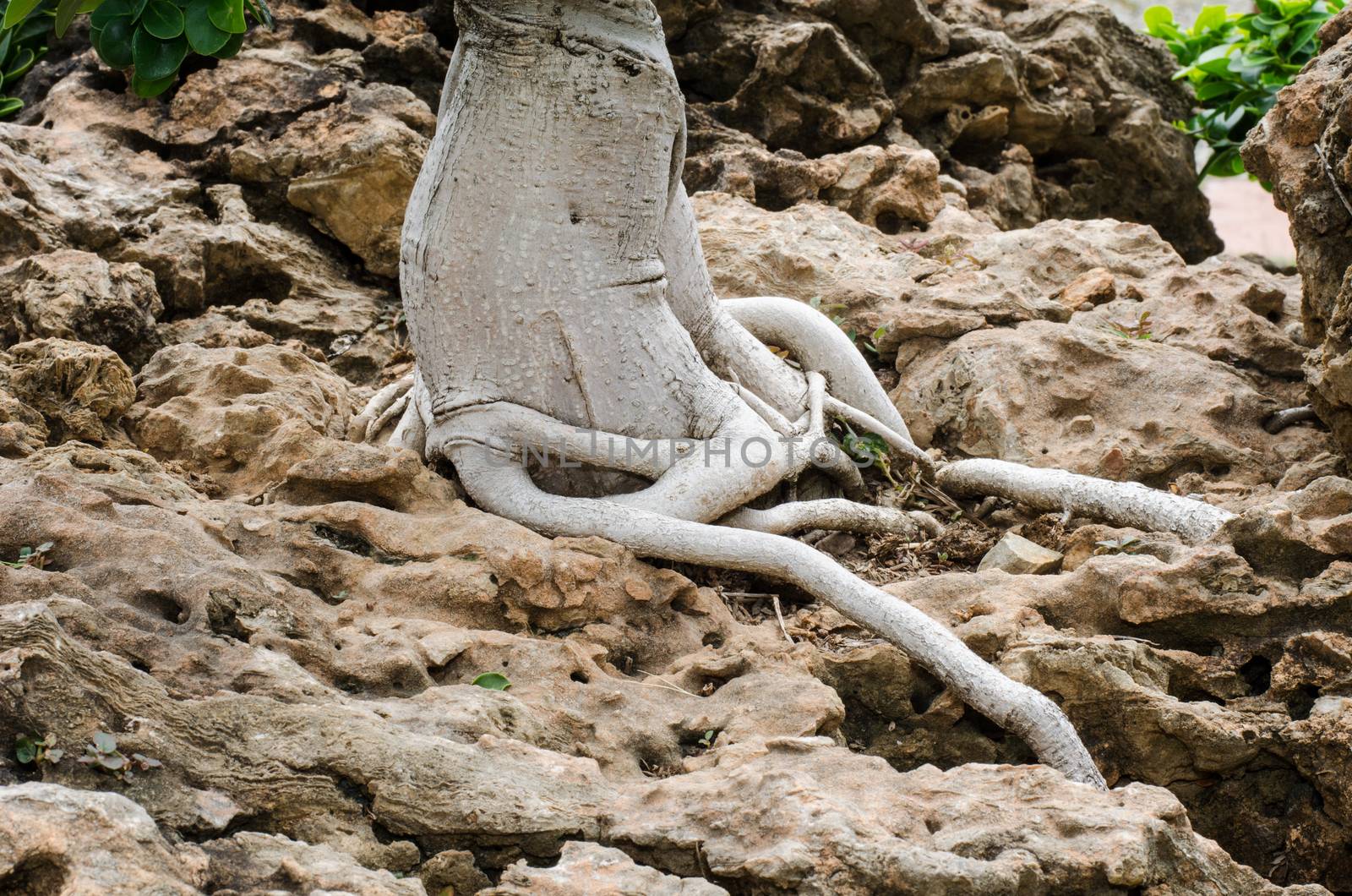 Roots rock outcrop above the sand