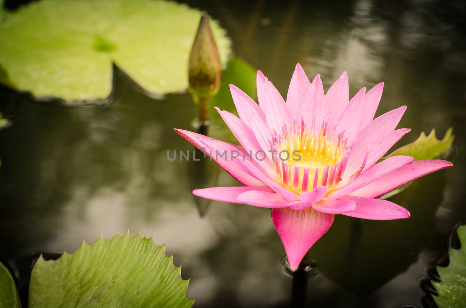 purple lotus blossoms or water blooming on pond by photobyphotoboy
