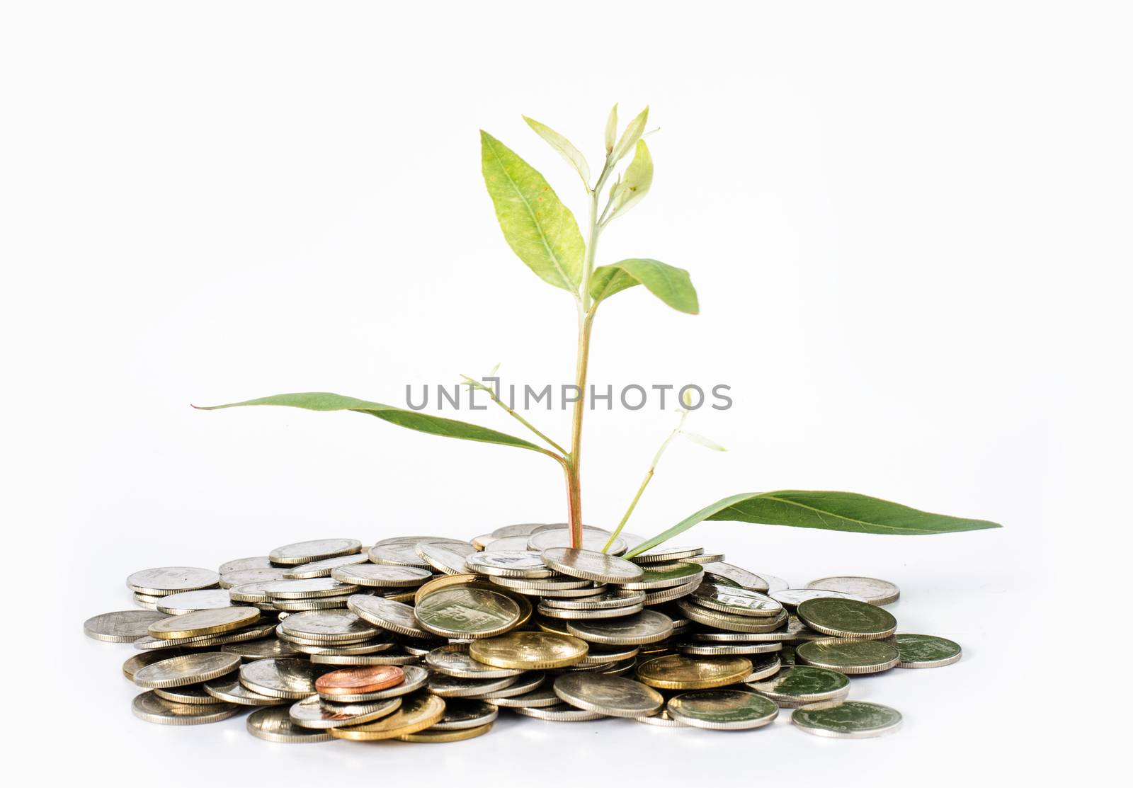Trees grow from USD concept of business growth as the growth of trees.