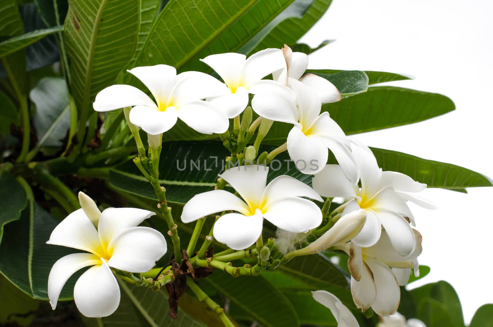 Frangipani tropical flowers is beautiful