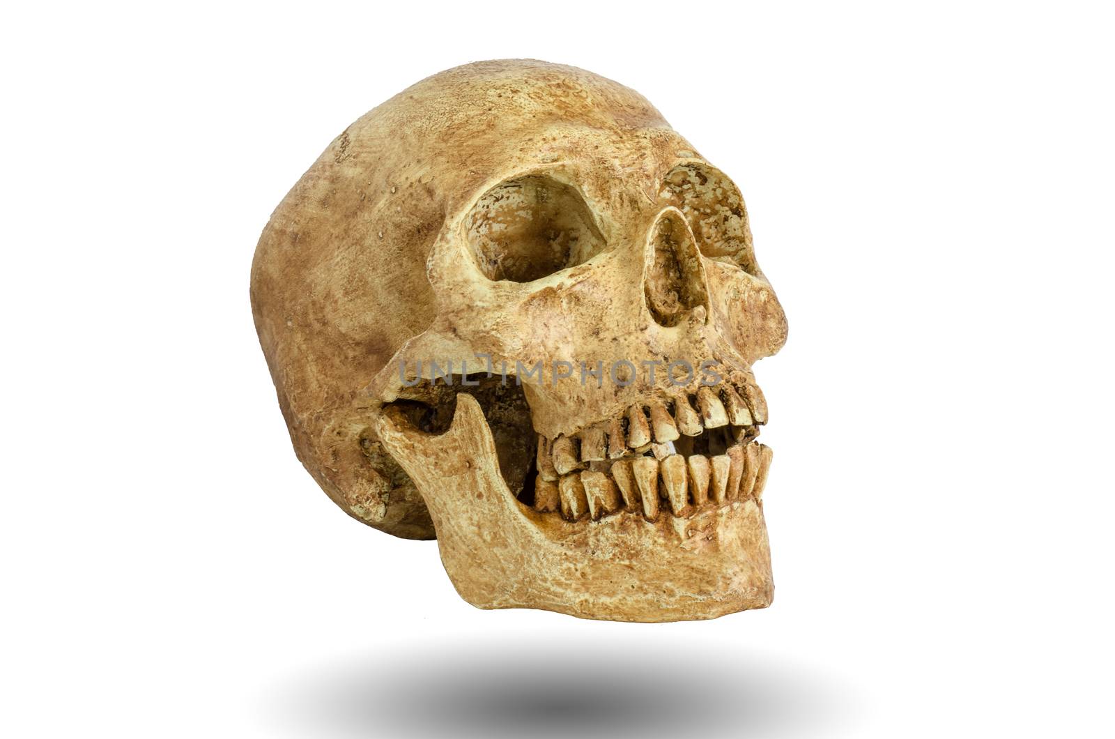 Skull floating on a white background.