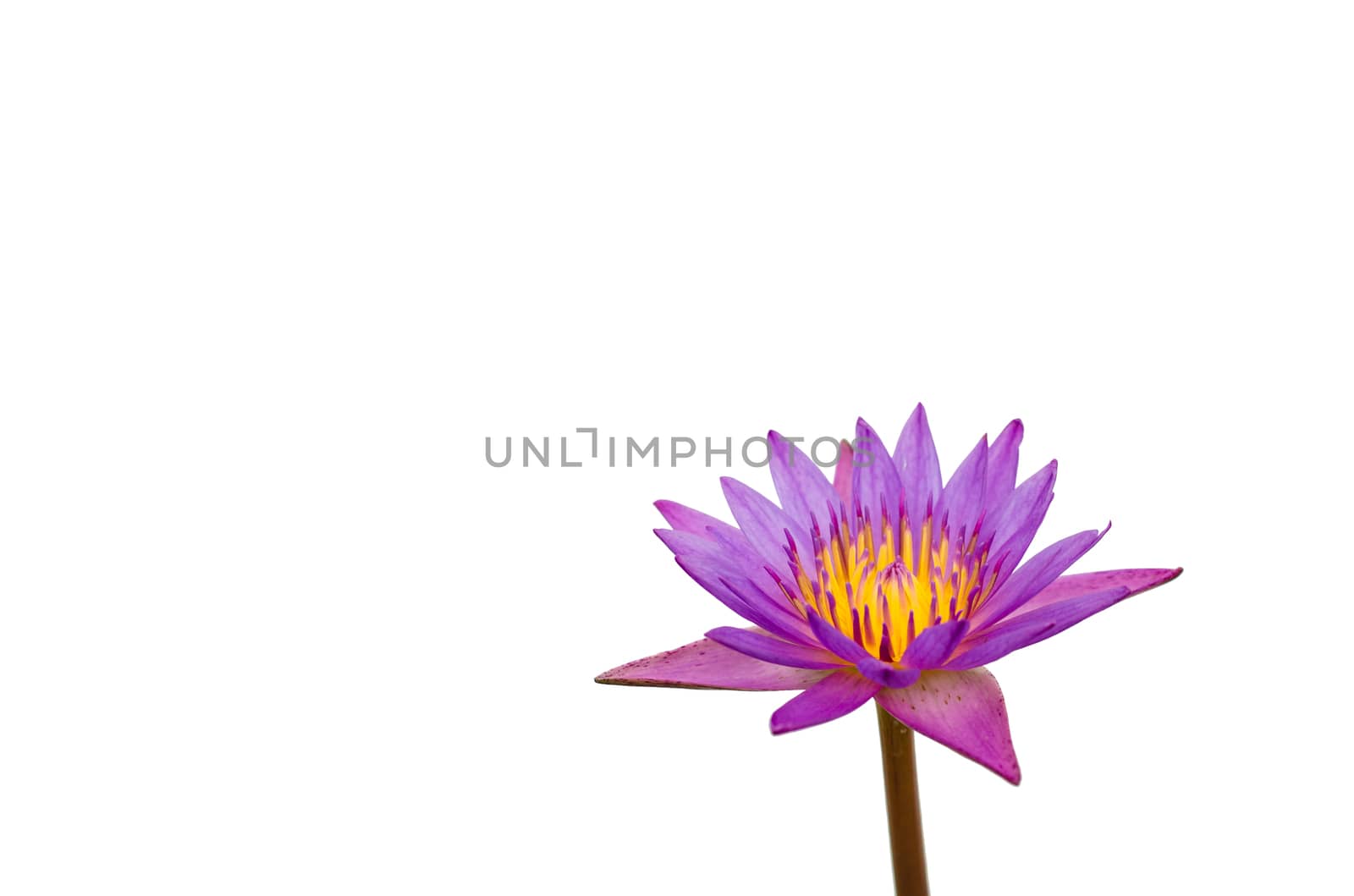 Purple a lotus white background.