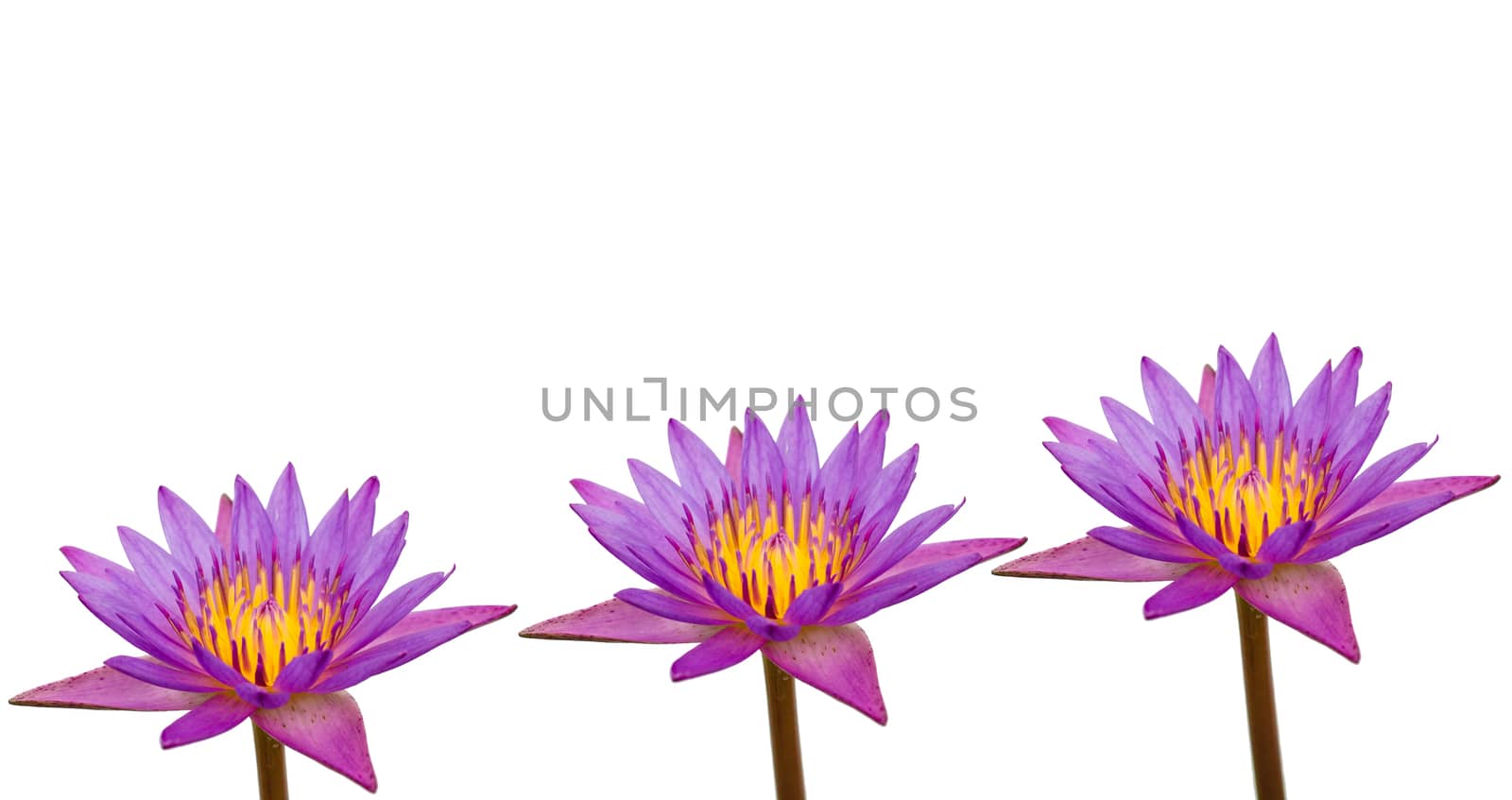 Purple three lotus white background.