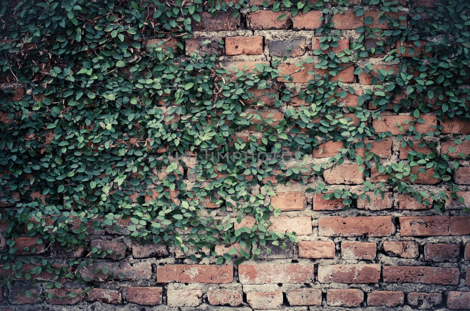 leaves on brick wall for wallpaper
