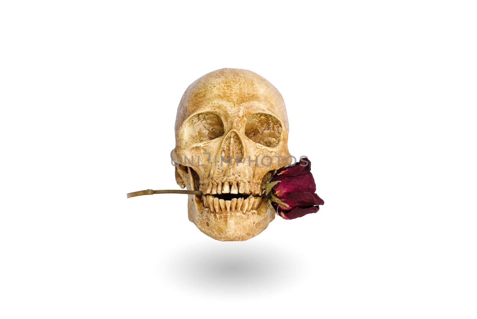 Skull with a rose in its mouth floating on a white background