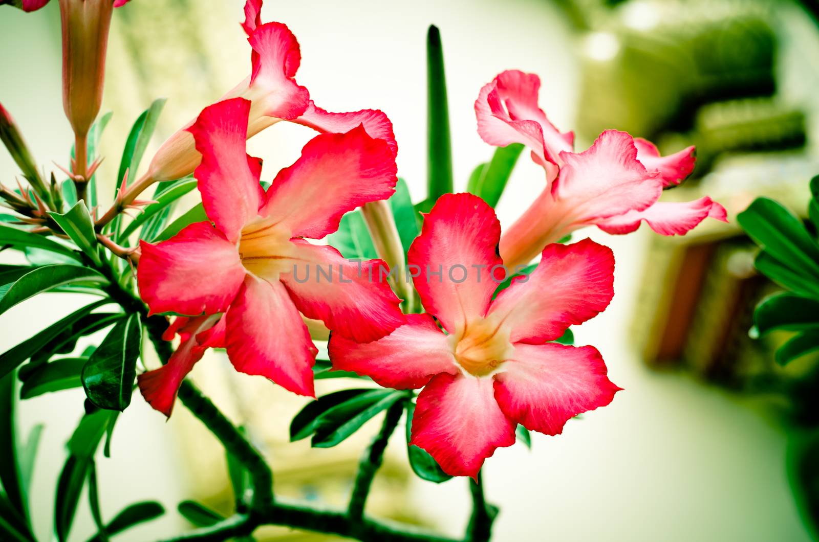 Red frangipani tropical flowers from tree soft focus tone vintage