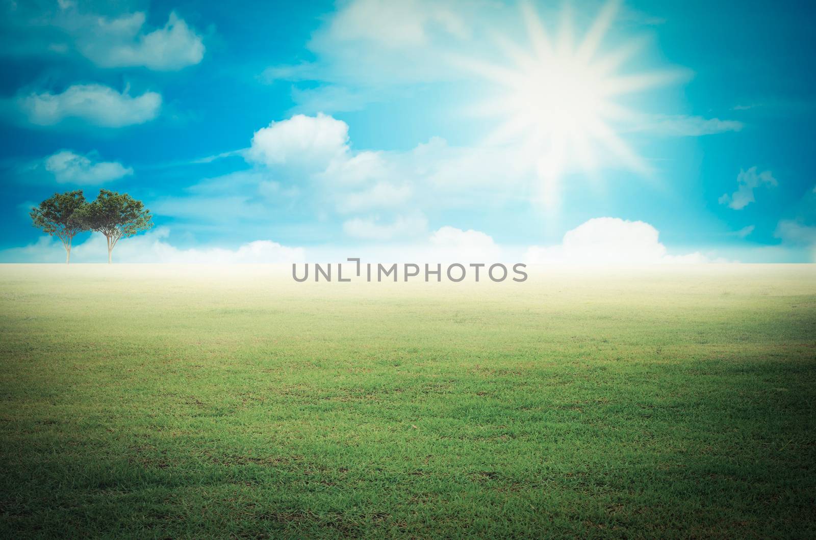 landscape green grass farming in morning sunrise
