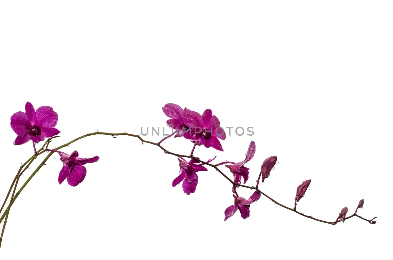Purple orchid isolated on white