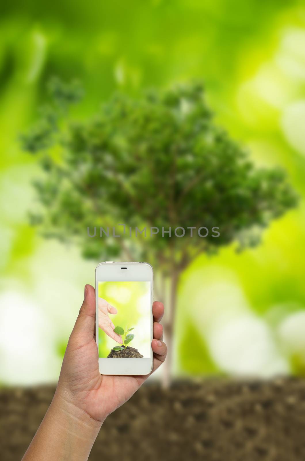 Tracking the growth of tree seedlings from one of a large tree. Business concept that can expand from a small business into a large company. by photobyphotoboy
