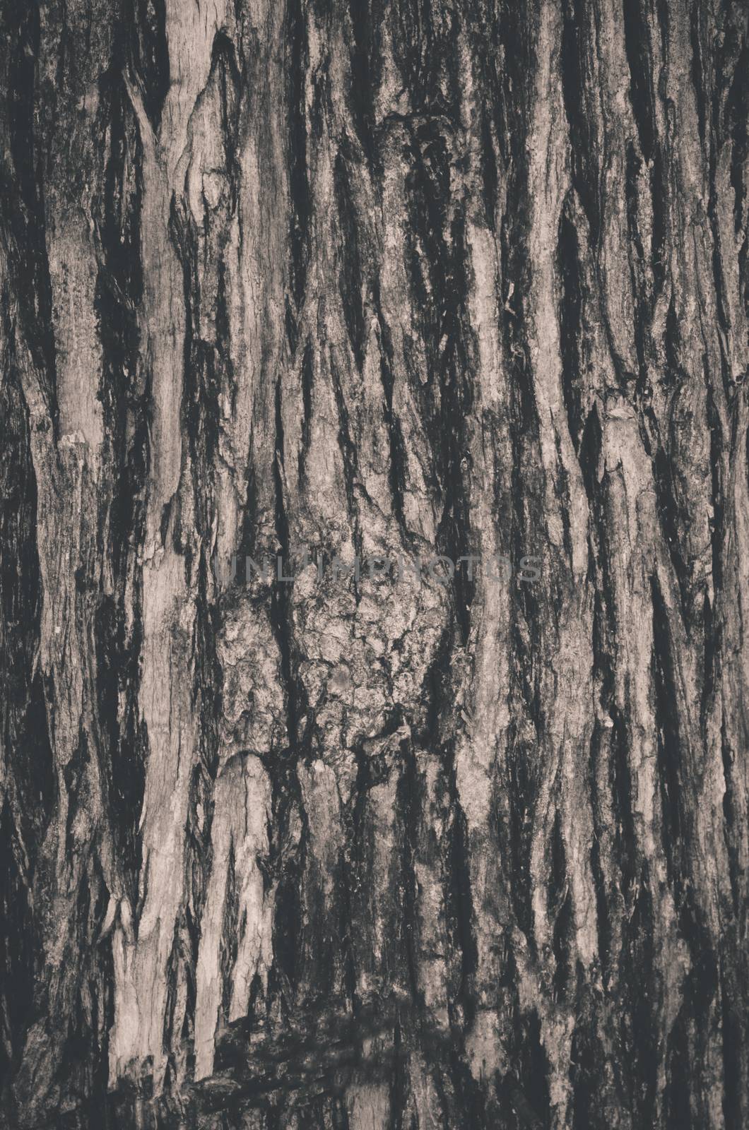 Tree bark texture by photobyphotoboy