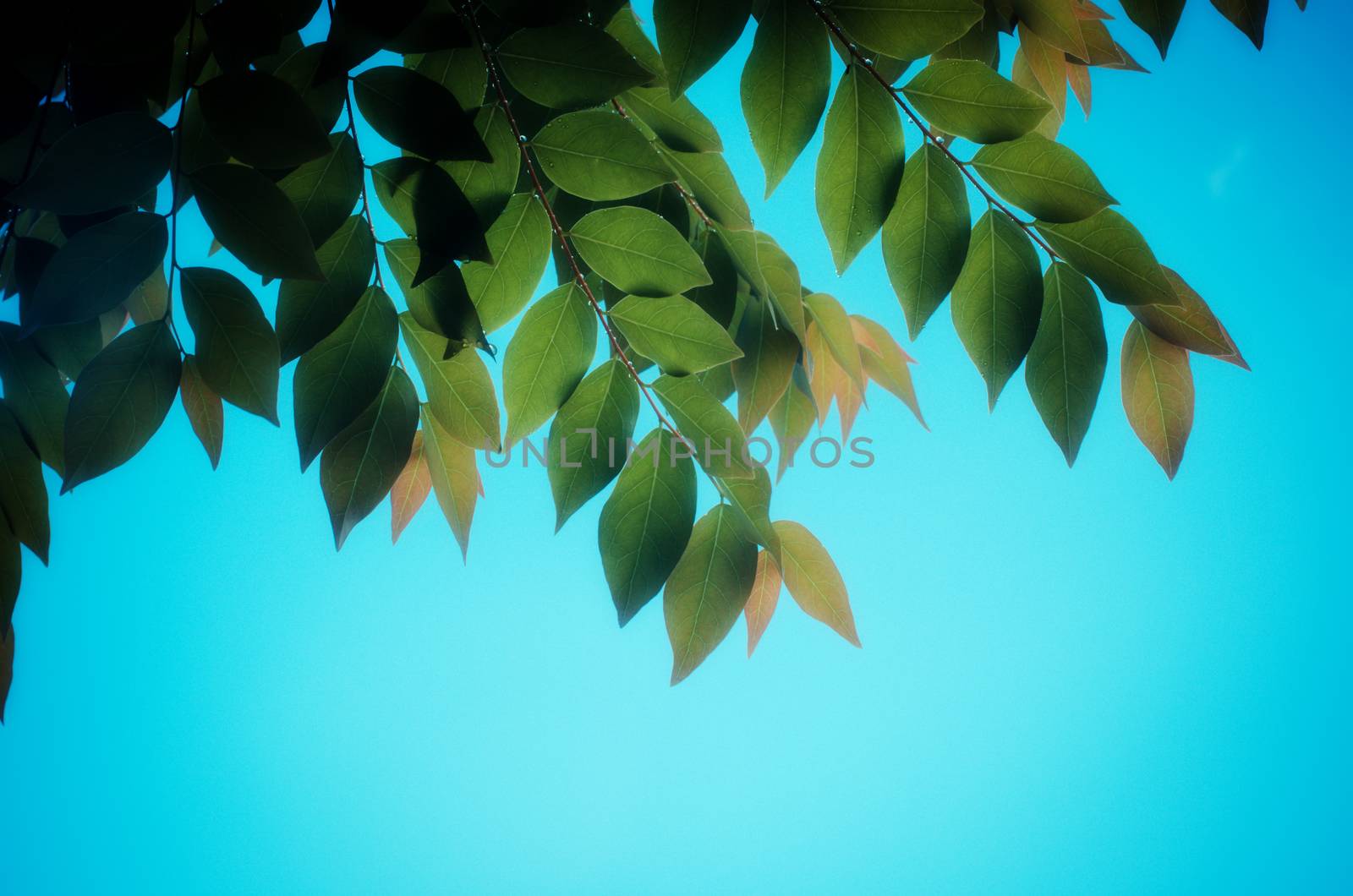 green leaves on sky background