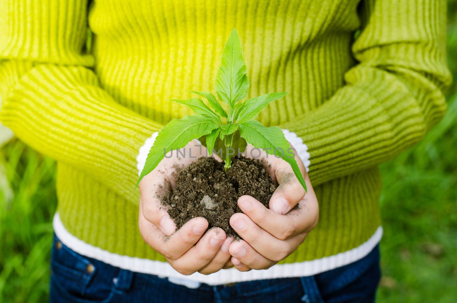 hand holding tree concept love the world