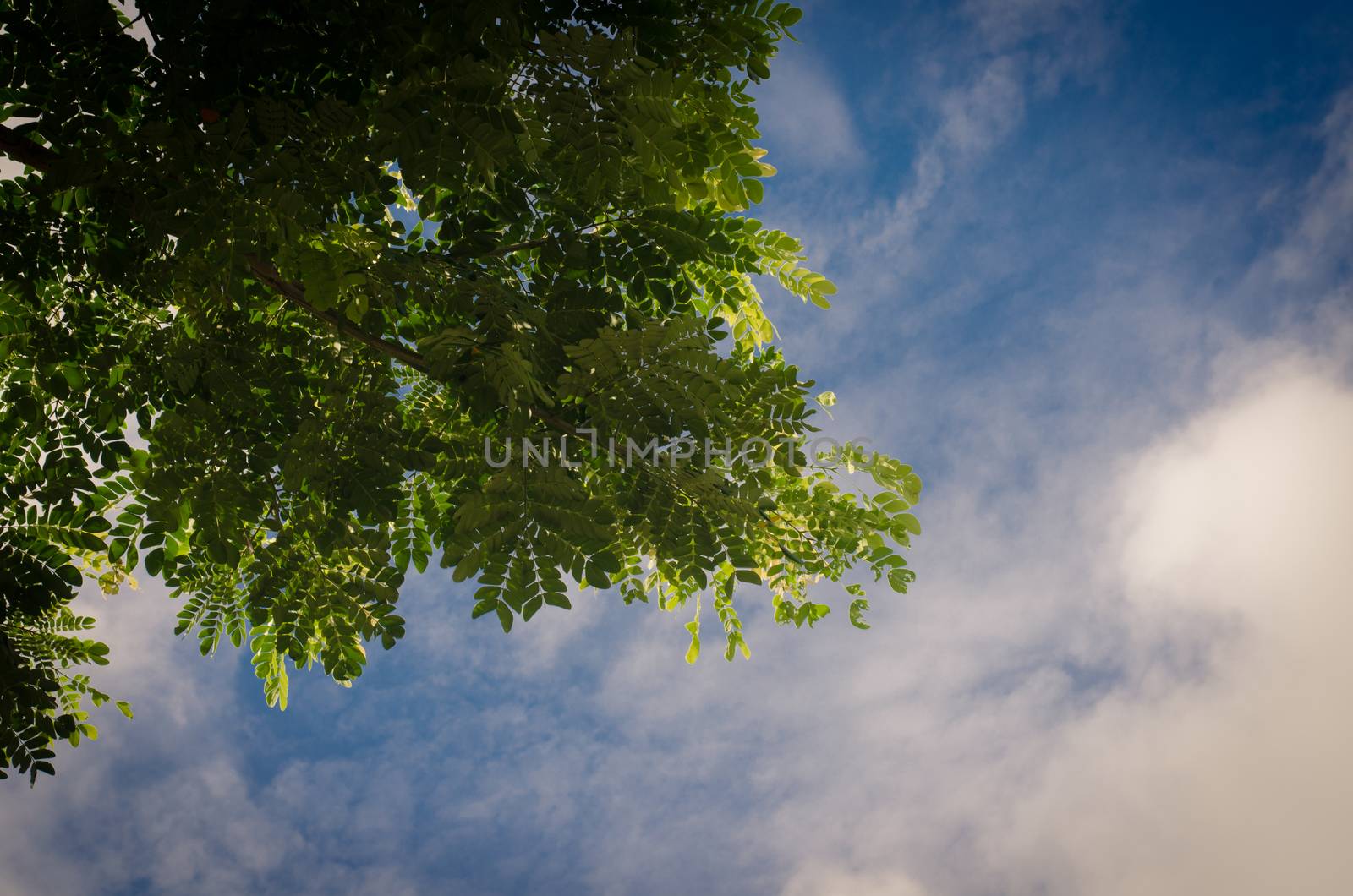green leaves on sky background