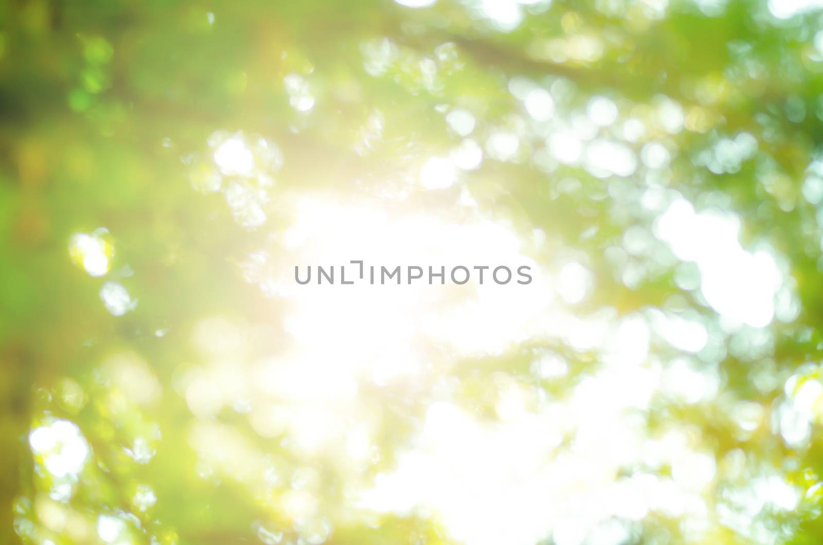Natural Bokeh,blurred bokeh