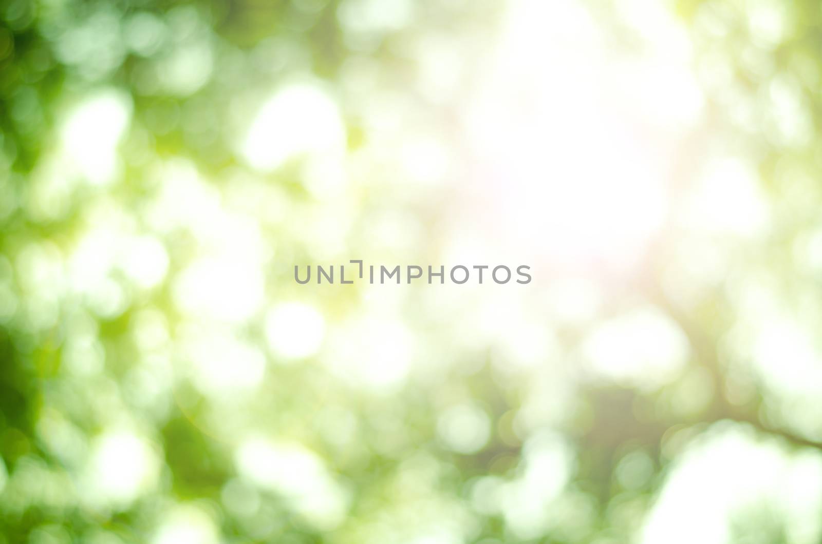 bokeh nature light
