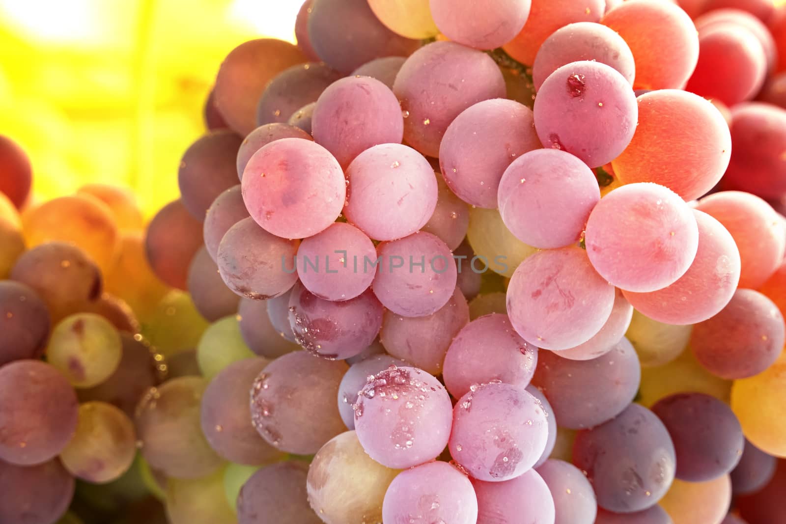 Bunches of ripe grapes before harvest in the vineyard