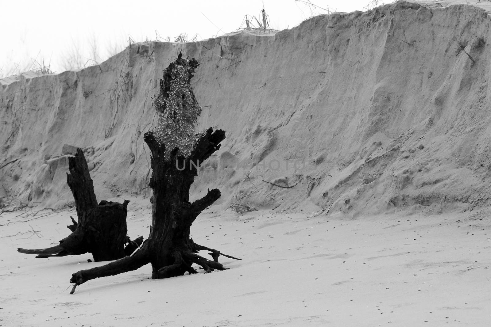 sandy coast after the storm and two old trees. a photo