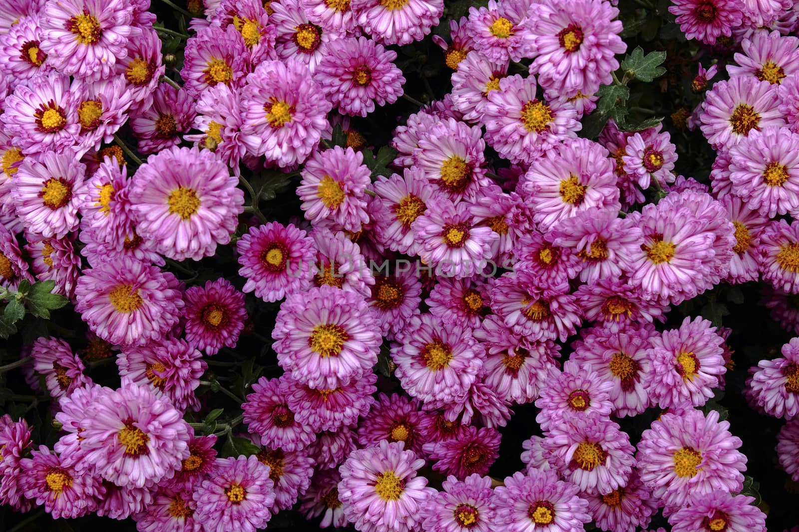 Purple flowers of septibrinka in autumn day.