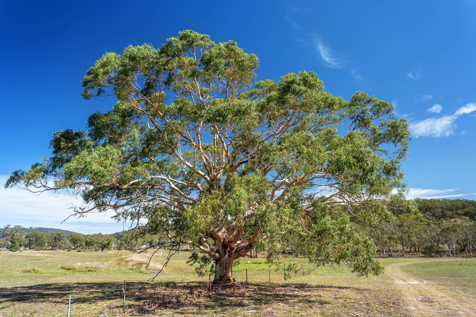 Gum tree in rural farm countryside by lovleah