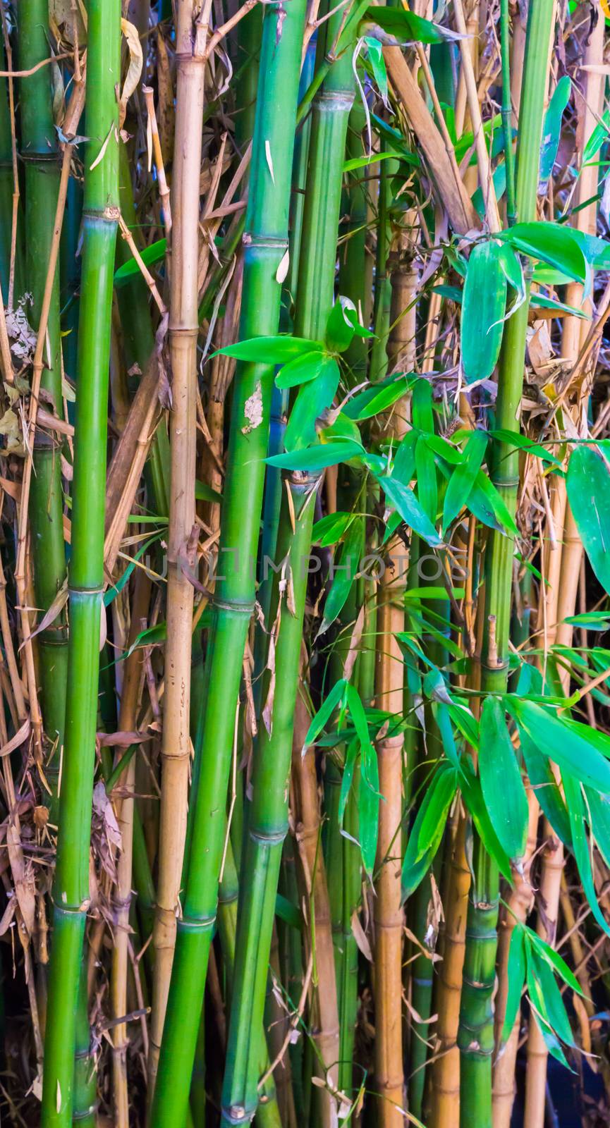 macro closeup of green and yellow bamboo japanese natural background texture