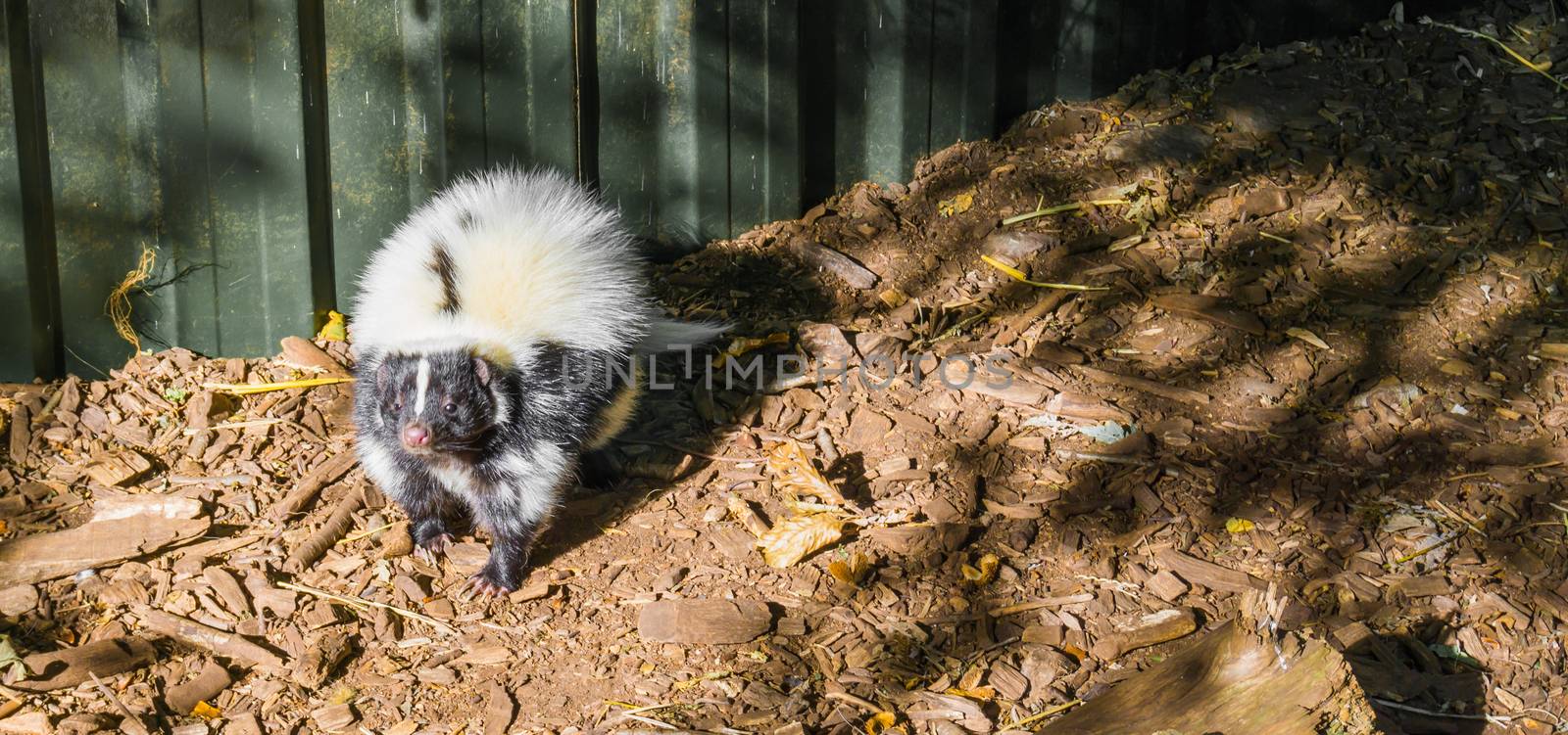 white and black common striped skunk standing and sniffing toward the camera a wild smelly animal from canada