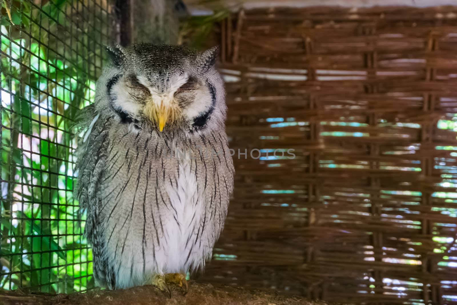 Northern white faced owl sleeping on a branch at day time wildlife animal portrait of a tropical bird pet from the african desert