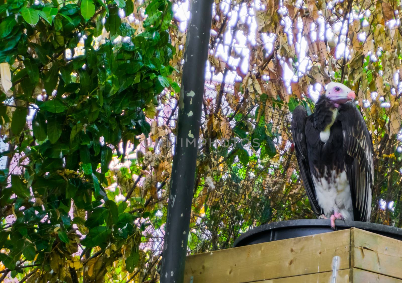 white headed vulture bird from the old world of vultures critically endangered species