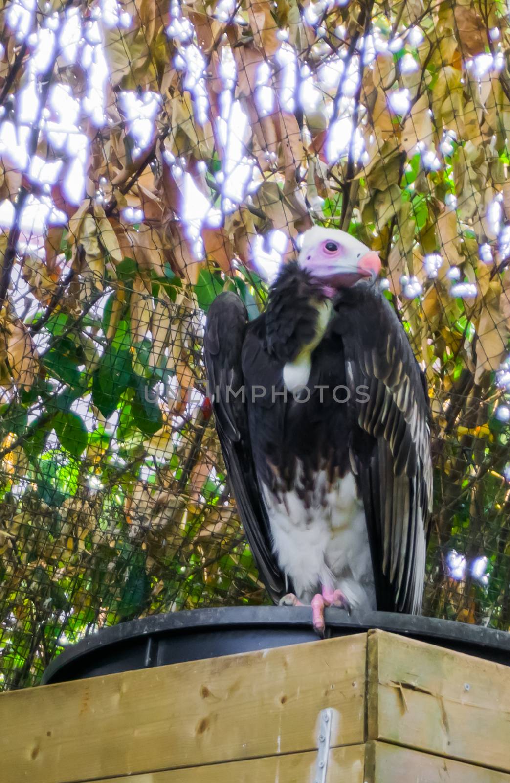 closeup portrait of a white headed vulture a critically endangered specie from the old world of vultures by charlottebleijenberg