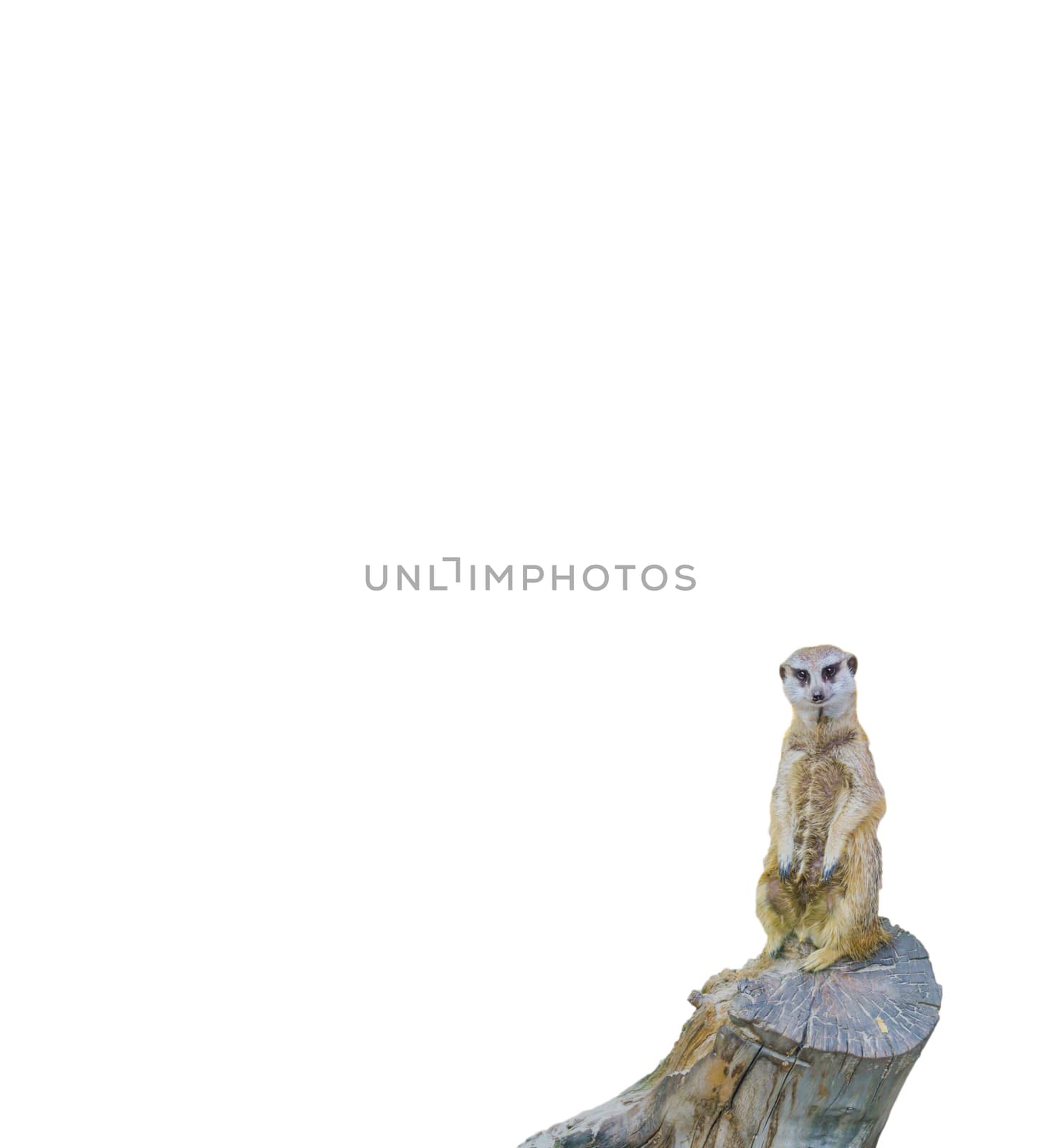cute adorabel meerkat standing on tree trunk isolated on a white background wild mammal from the south african desert by charlottebleijenberg