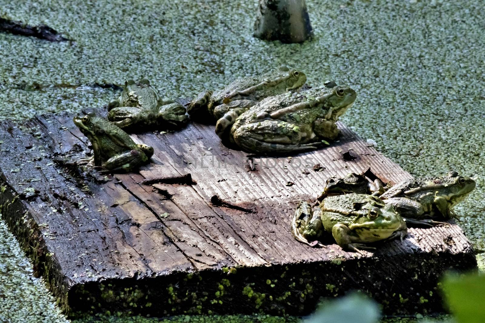 green frogs sit on the Board near the water