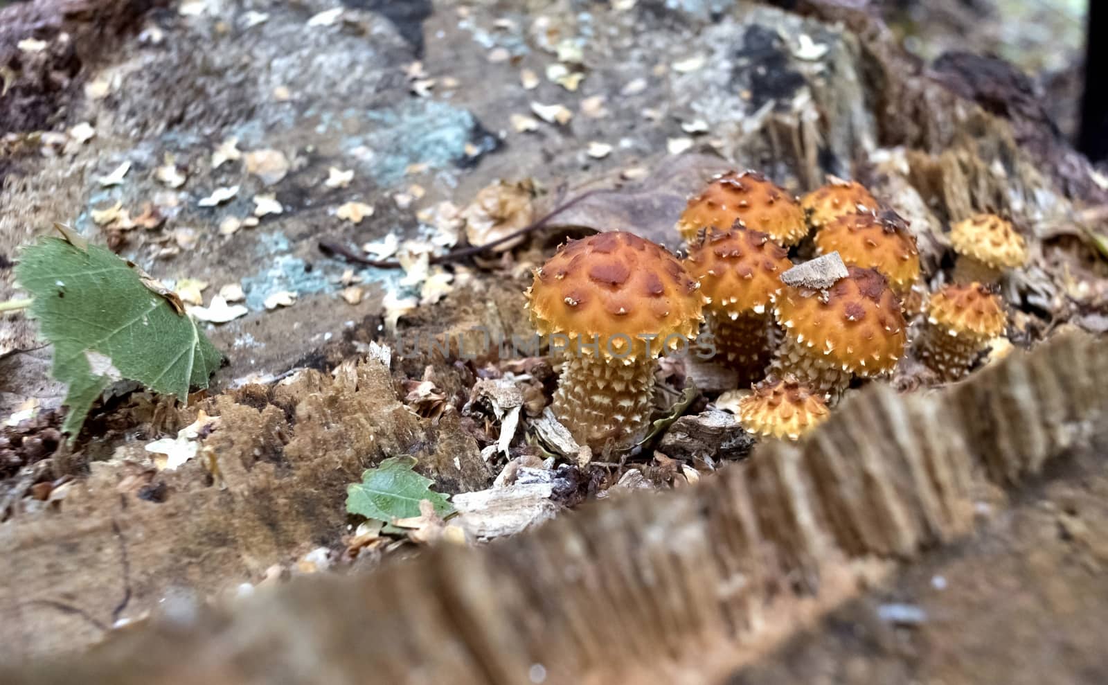 several young mushrooms grow near the roots of the tree