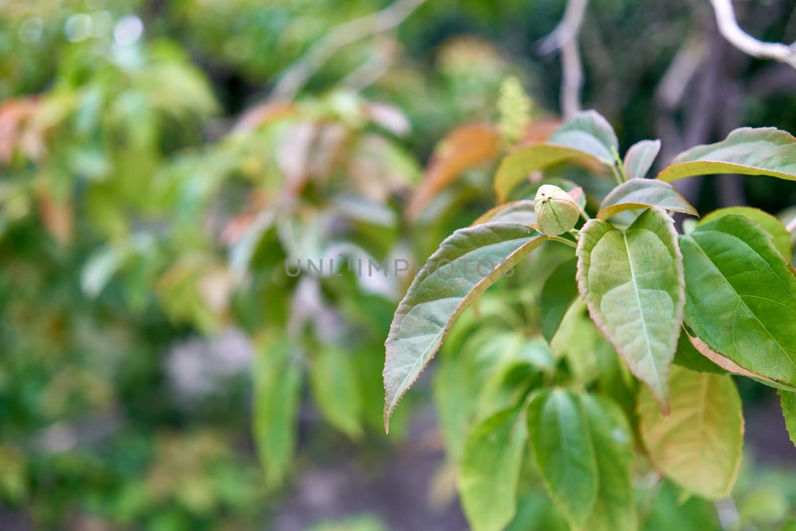 Purging Croton have blur green leaves and bokeh as background by eaglesky