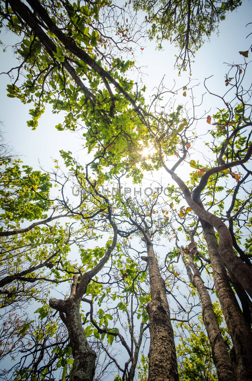 Low angle of sunlight through the trees come down in the daytime. by photobyphotoboy