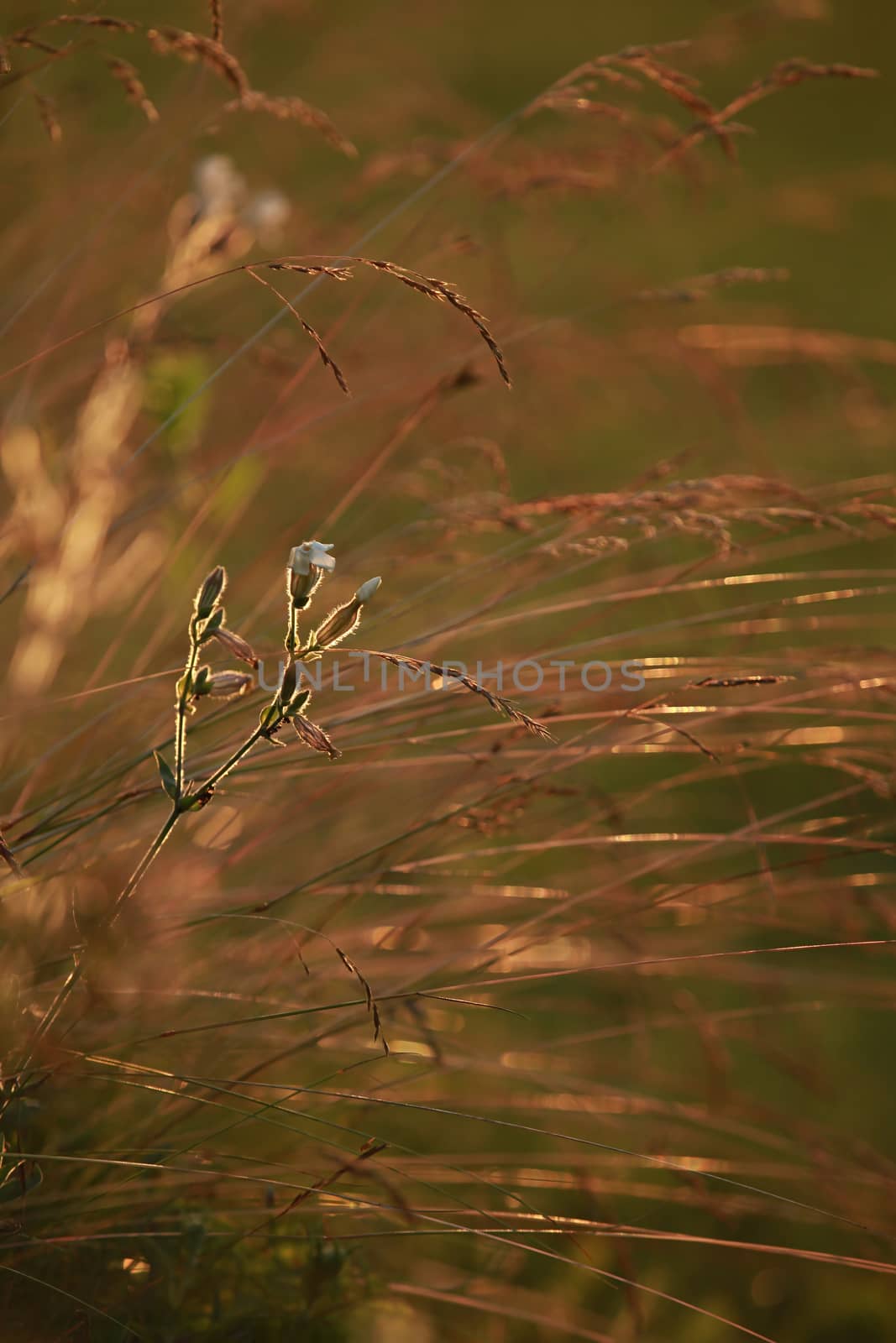 Field at sunset, sunset on meadow. Grass in the sunlight background. Summer, autumn, fall season landscape. Summertime, autumntime sun scene in Latvia. Backlight.