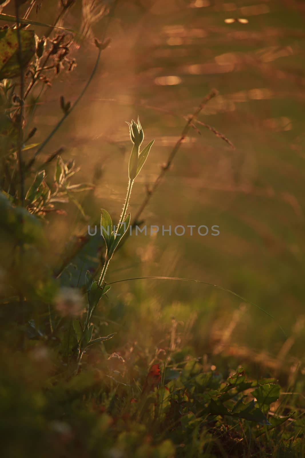 Field at sunset, sunset on meadow. Grass in the sunlight background. Summer, autumn, fall season landscape. Summertime, autumntime sun scene in Latvia. Backlight.