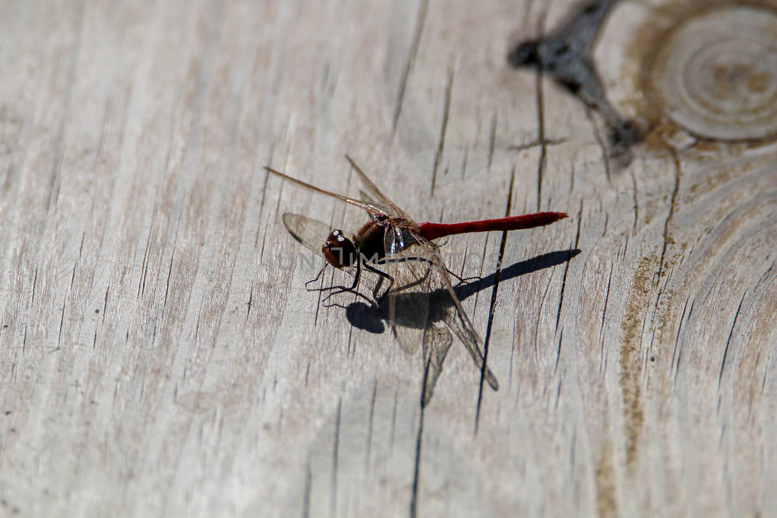 Closeup shot of dragonfly sitting on a wooden board.