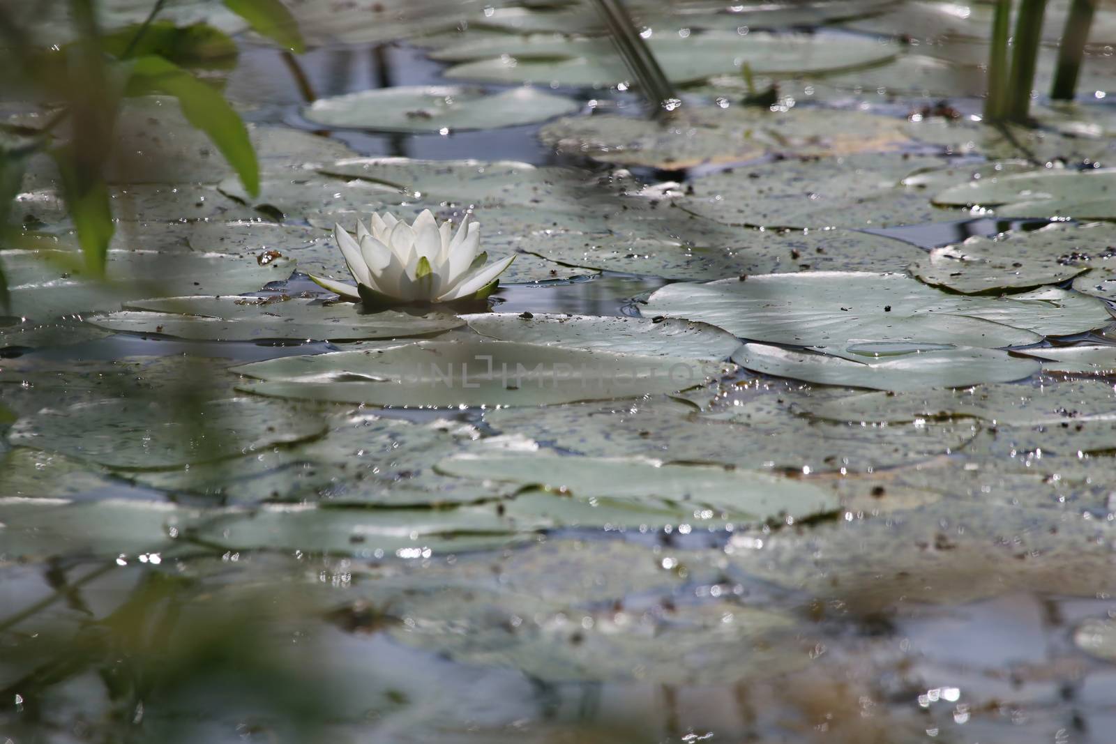 White Water Lily on the water surface, Latvia.