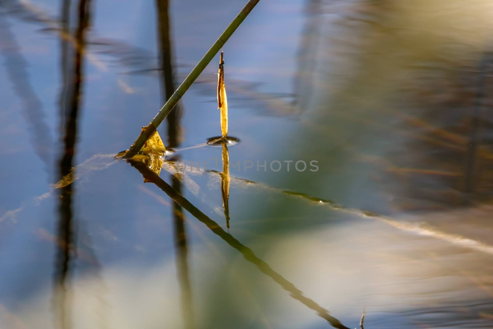 Underwater and water plants, clean clear water, cleanliness river Memele in Latvia.