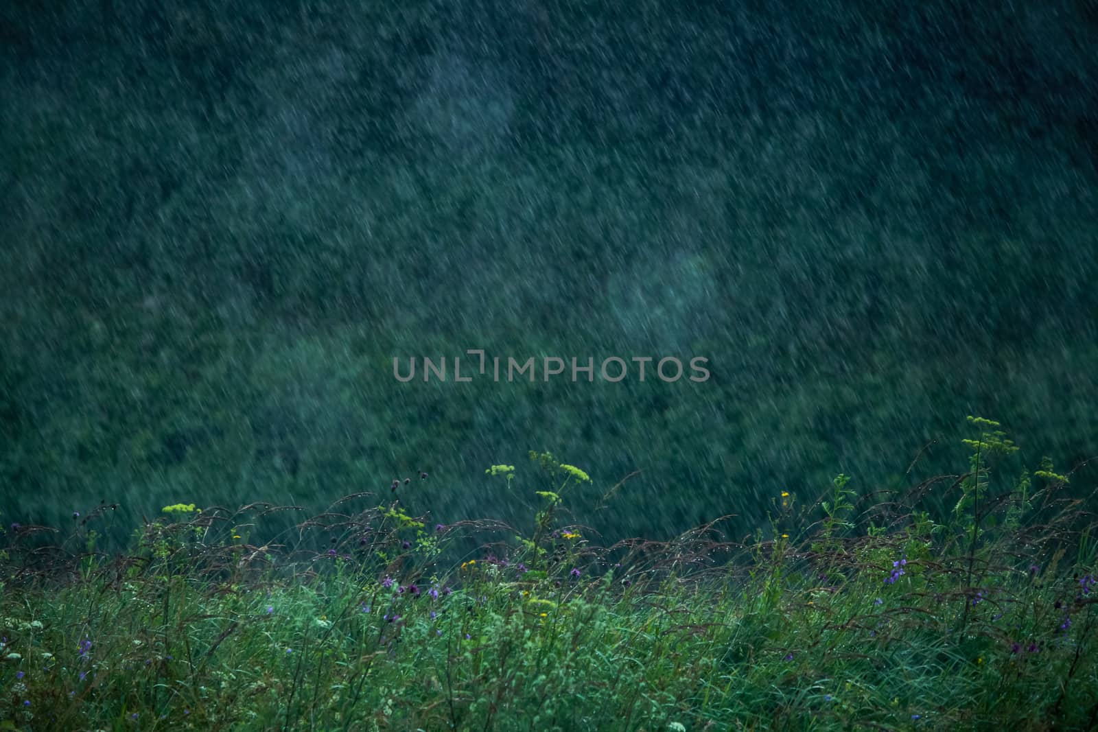 Summer thunderstorm rain refreshing nature meadow. Background with rain drops in meadow. Rain is condensed moisture of the atmosphere falling visibly in separate drops.