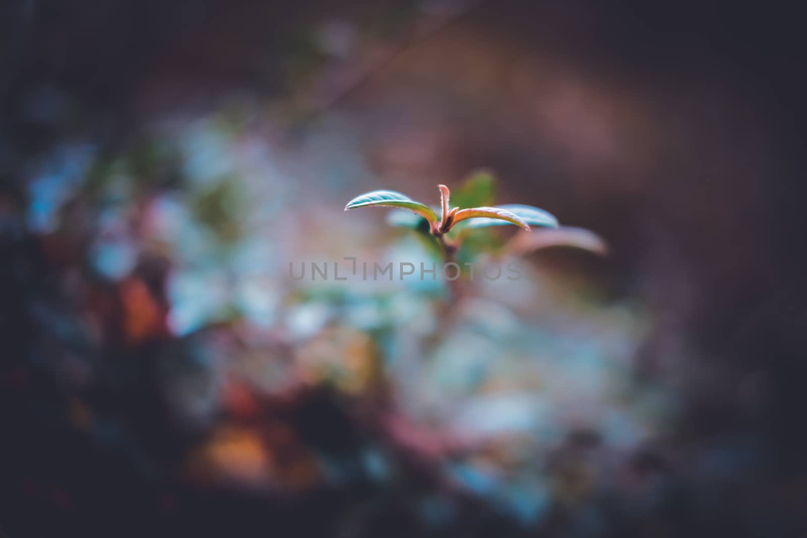Focused bush leaves over multi color blurred background