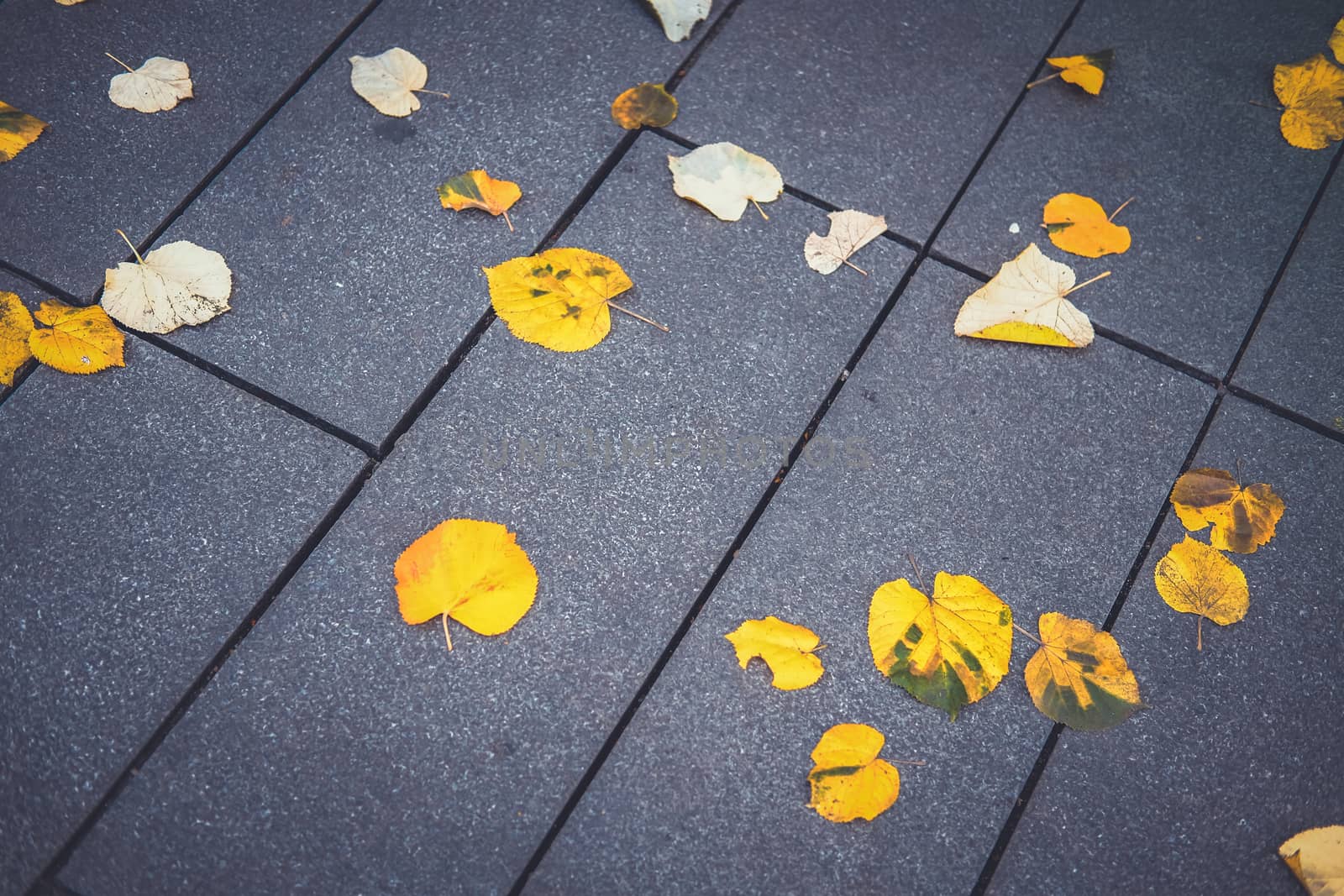 Yellow leaves cover street floor after autumn fall