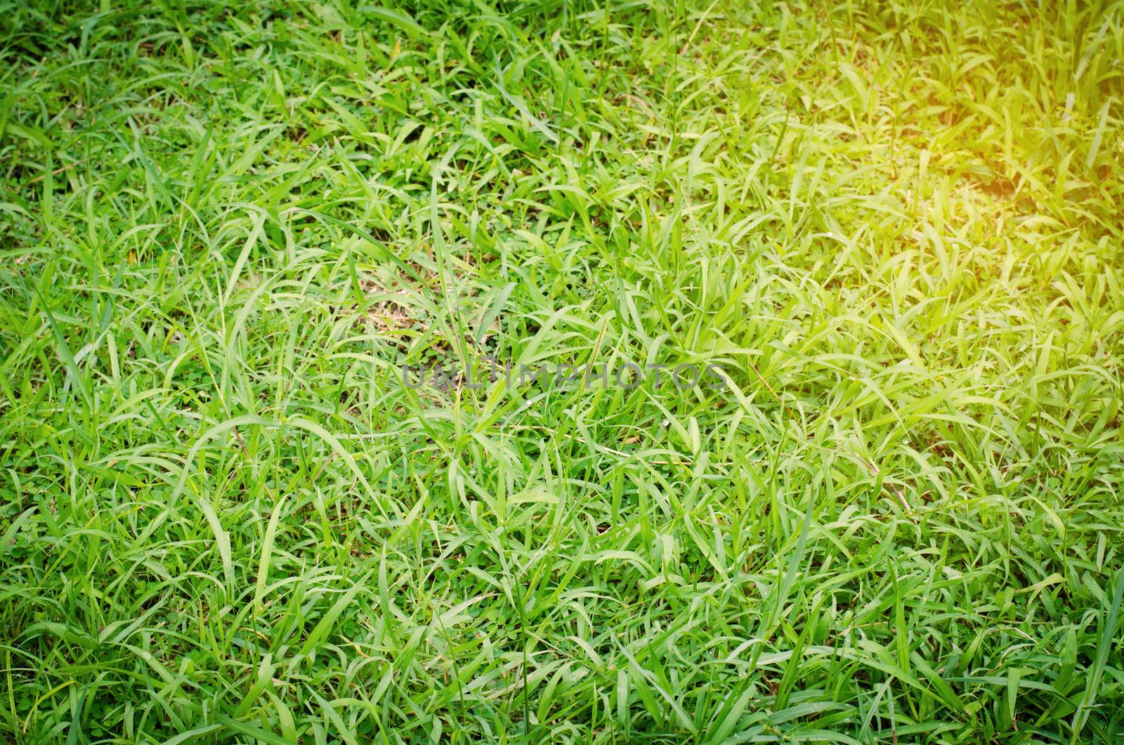 green grass texture and gold lighting