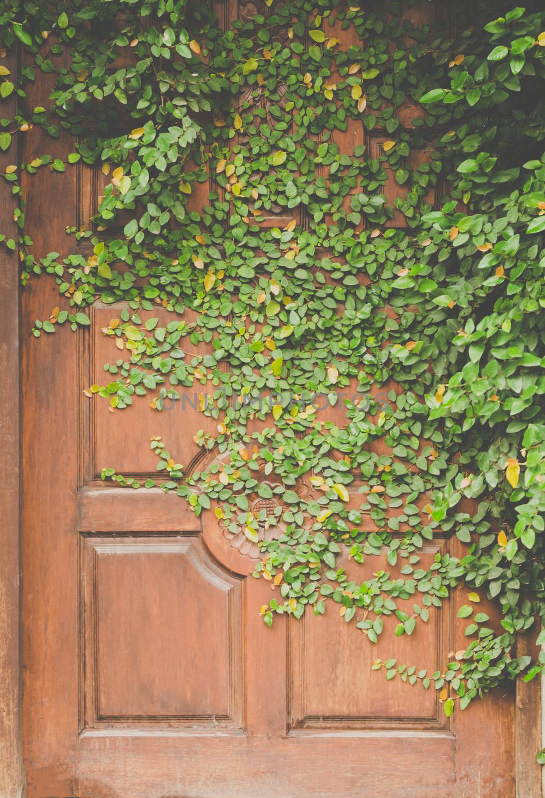 leaves on door wall for wallpaper by photobyphotoboy