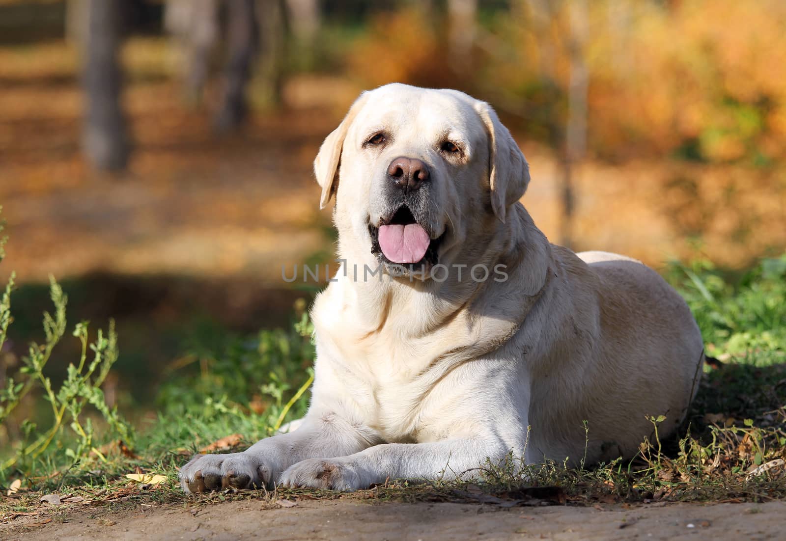 nice yellow labrador in the park in autumn