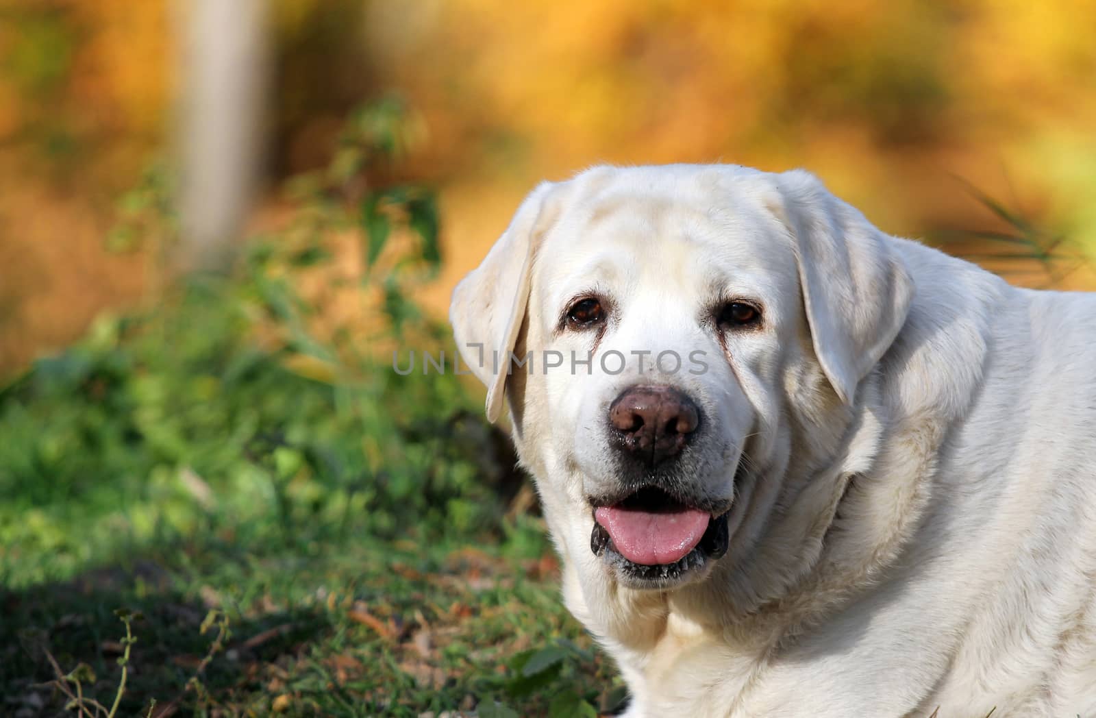 a nice yellow labrador in the park in autumn