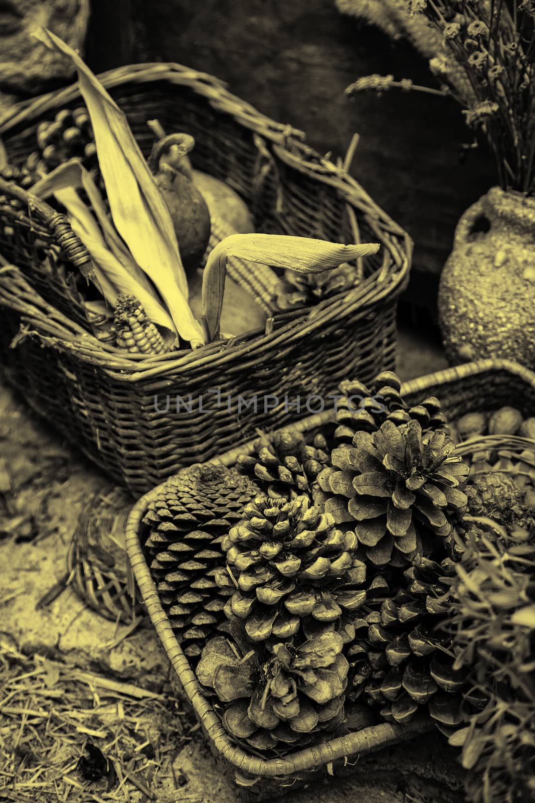Fresh corn in wicker baskets, cereal detail