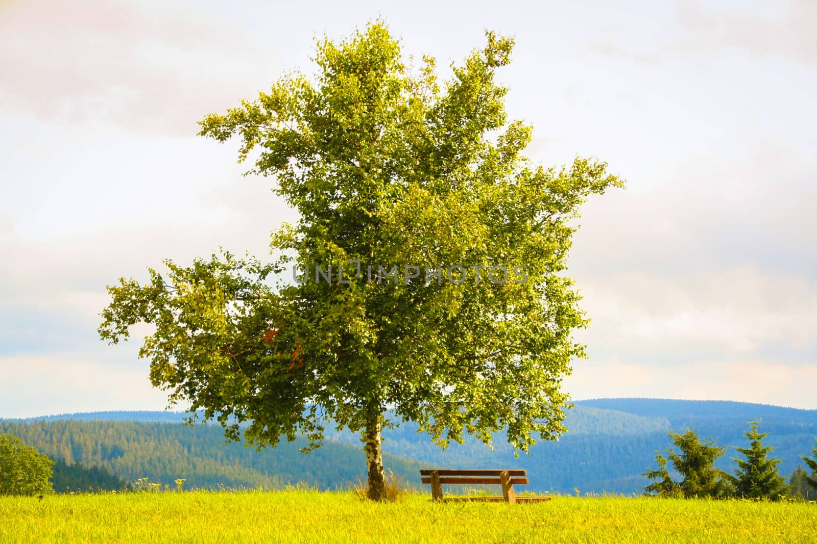 Lonely tree in a green field in the black forest, Germany