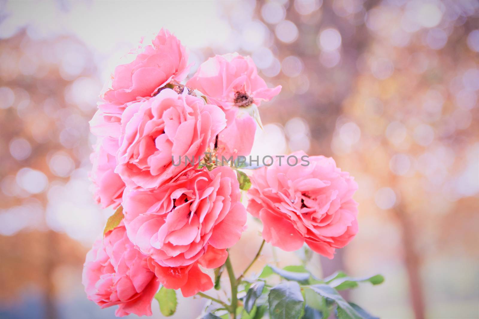 beautiful pink rose in tete d'or garden at Lyon 