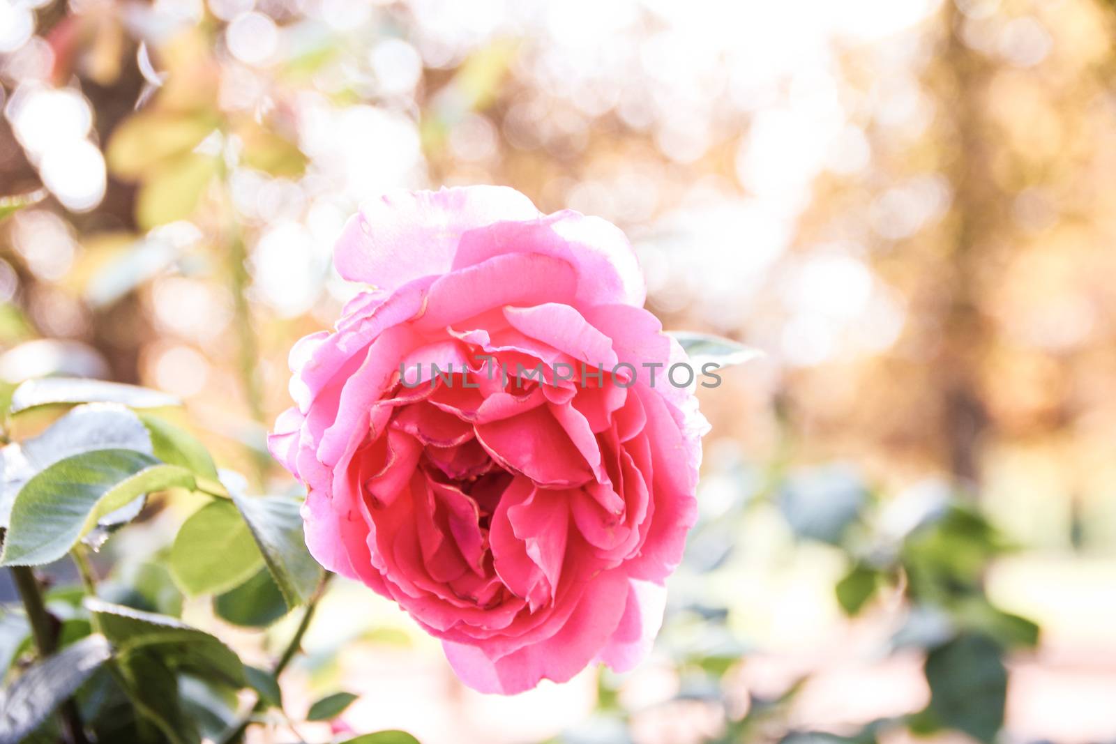 beautiful pink rose in tete d'or garden at Lyon 